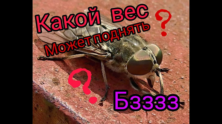 Эксперимент:какой вес может поднять слепень (бзык)????
