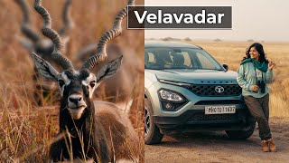 મારી નજરે વેળાવદર | Velavadar Blackbuck National Park | Mari Najare Velavadar | Wildlife of Gujarat
