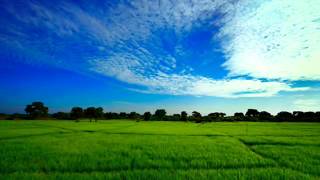 Paddy Field