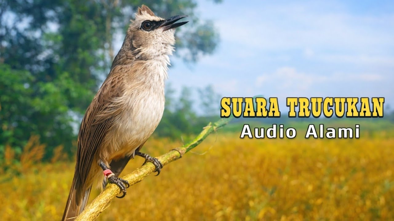 Suara trucukan pemikat gacor, pancingan trucuk respon paling cepat nyaut