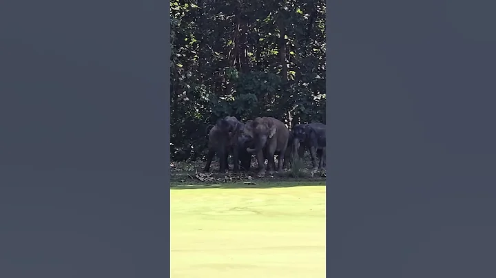Horrible ⚠️ Watch Full Video #elephant #tiger #attack #shorts