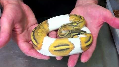 Morphs 101 - Axanthic Pied