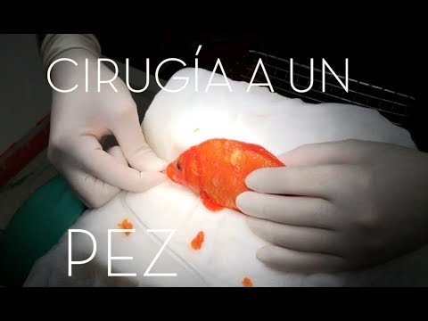 Video: Casos Asombrosos De Cirugía De Peces