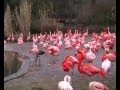 Прага Зоопарк Розовый Фламинго (Video Travels)
