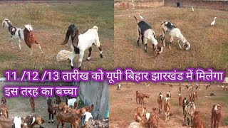 Goat Farming Business/Bakri Palan/ Sirohi Totapari Nagphani gujri Goat
