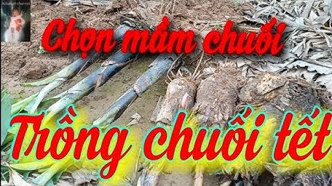 Chọn mầm cây chuối để trồng chuối thu đúng vào dịp tết âm lịch | Kỹ thuật trồng chuối tiêu hồng tết
