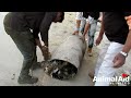 Dog turned rock-solid in tar drum rescued