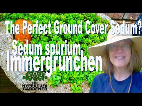 Sedum spurium Immergrunchen - Is It The Perfect Ground Cover Sedum?