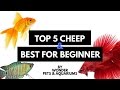 Top 5 Cheap & Best Aquarium Fishes for beginners (Tamil)