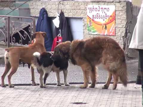 უპატრონო ძაღლები ბორჯომის ქუჩებში არსებული რისკები და საფრთხეები