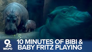 New baby hippo Fritz and his mom Bibi playing in Hippo Cove at the Cincinnati Zoo