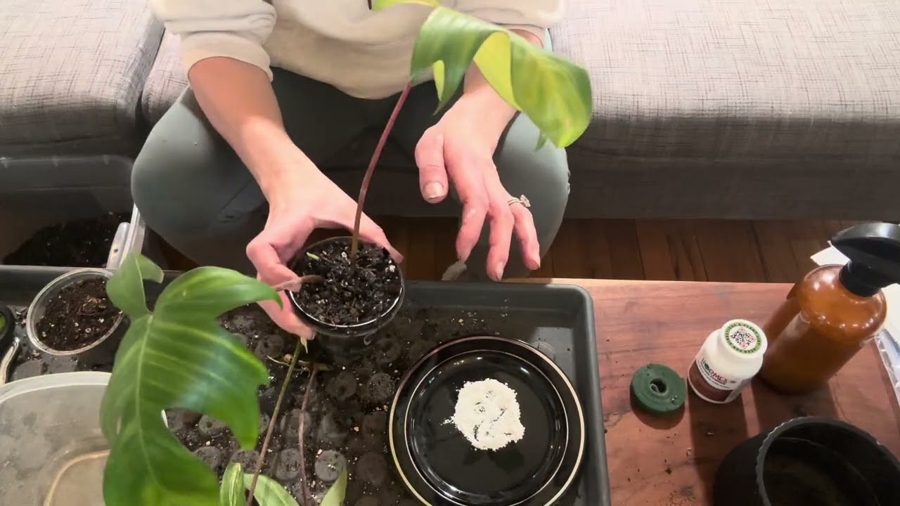 Florida Beauty water propagation DID NOT WORK FOR ME