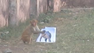 LOL Monkey Terrified From Langur Photo