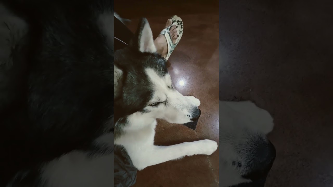 Maxwell, Taro & Team🥰😘🥰