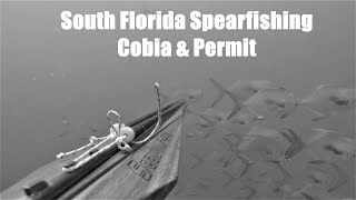 Spearfishing Cobia & Permit - South Florida