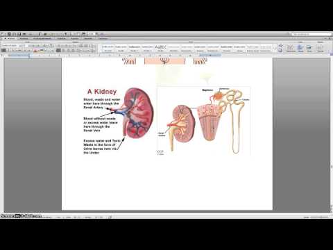 lektion 12: Njurarna och levern