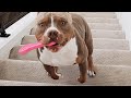 Dog invents hilarious new way to do stairs