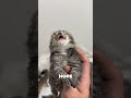 This Man Revived The Little Kitten 🤯❤️