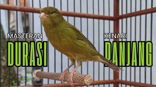 Suara Kenari Paling Ampuh Durasi Panjang  Agar Kenari Macet Langsung Respon U0026 Gacor