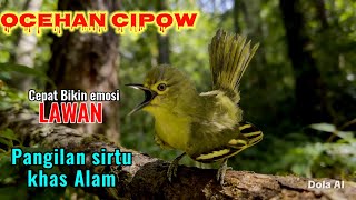 Pancingan sirtu terbaik sepanjang masa,ampuh bikin emosi lawan