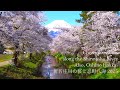 【The most beautiful village in Japan】Sakura in full bloom at Oshino Hakkai were the best!