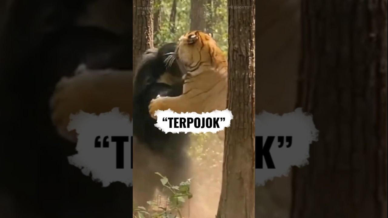 Deadly Encounter: Tiger Fights Two Black Bears 🔥🐯🐻