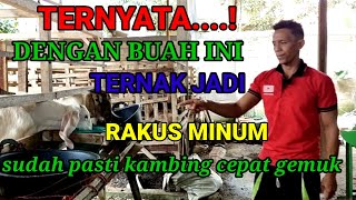 Caranya Ternak Kambing Cepat Gemuk Beri Minum Yang Cukup Dan Gunakan Cara Ini