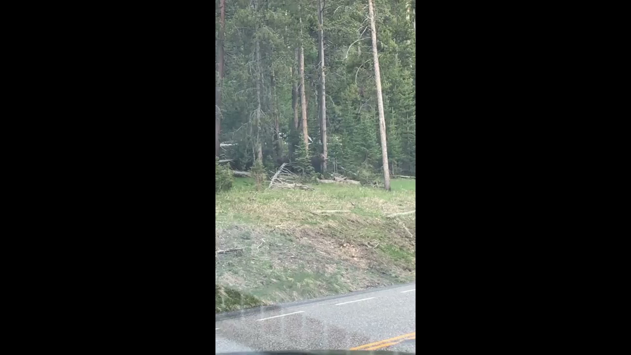 Grizzly Bear Charges Park Ranger At Yellowstone Wyoming