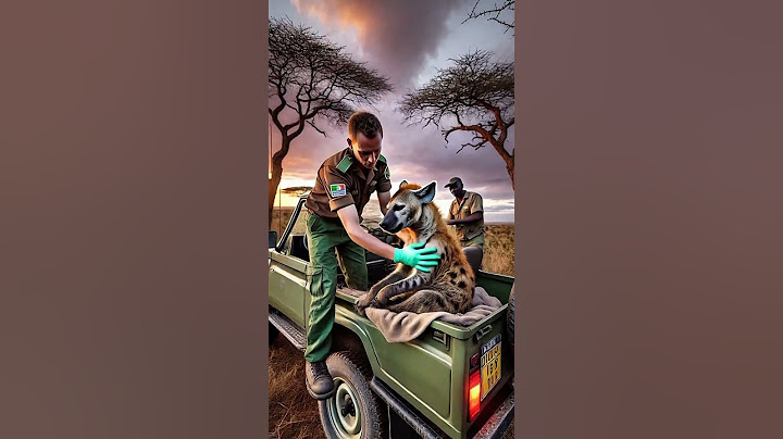 Dramatic Rescue Injured Hyena Rescued in Savannah