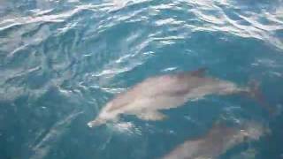 Dolphins.AVI
