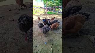 chocadeira quase de graça