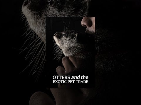 Otters and The Exotic Pet Trade