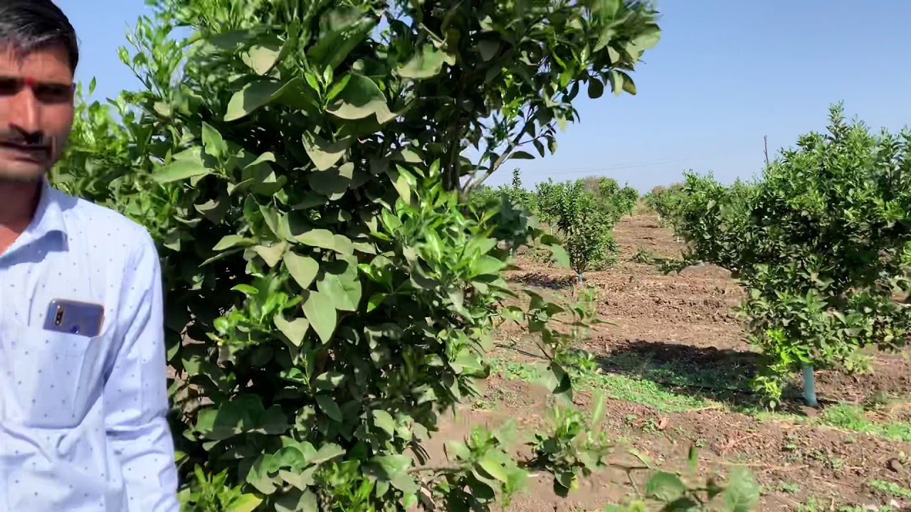 Soil charger tech. मोसंबी लागवड करायची आहे⁉️ मग या शेतकरी मित्राचे अनुभव नक्की ऐका ☝️