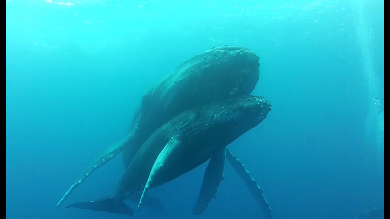 Travel to the Sea of Cortez and the Socorro Islands with Mexico Liveaboards