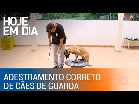 Vídeo: Não Existe Tal Coisa Como Um Cão Parcialmente Treinado' (não Sei)