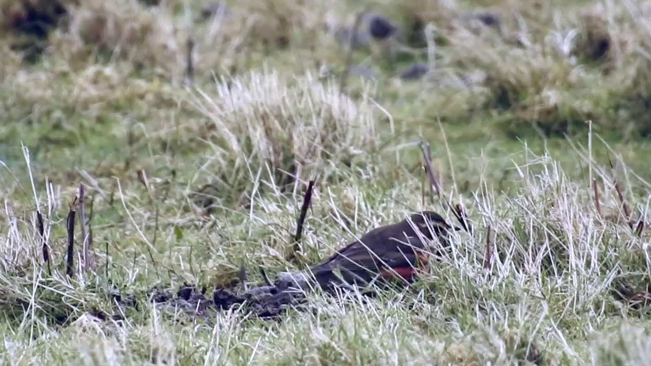 IJslandse Koperwiek Vlieland 20 januari 2018 - YouTube