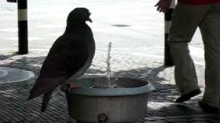 MVI_9807.AVI