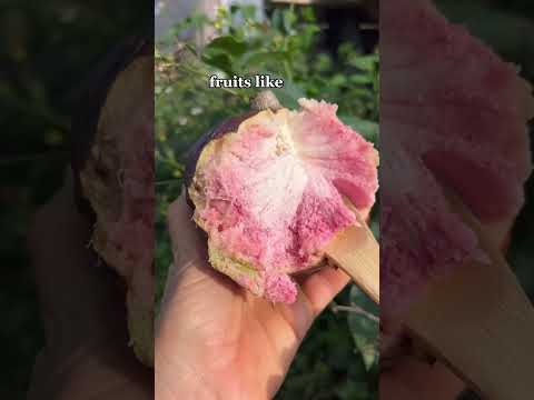 Red Custard Apple Fruit