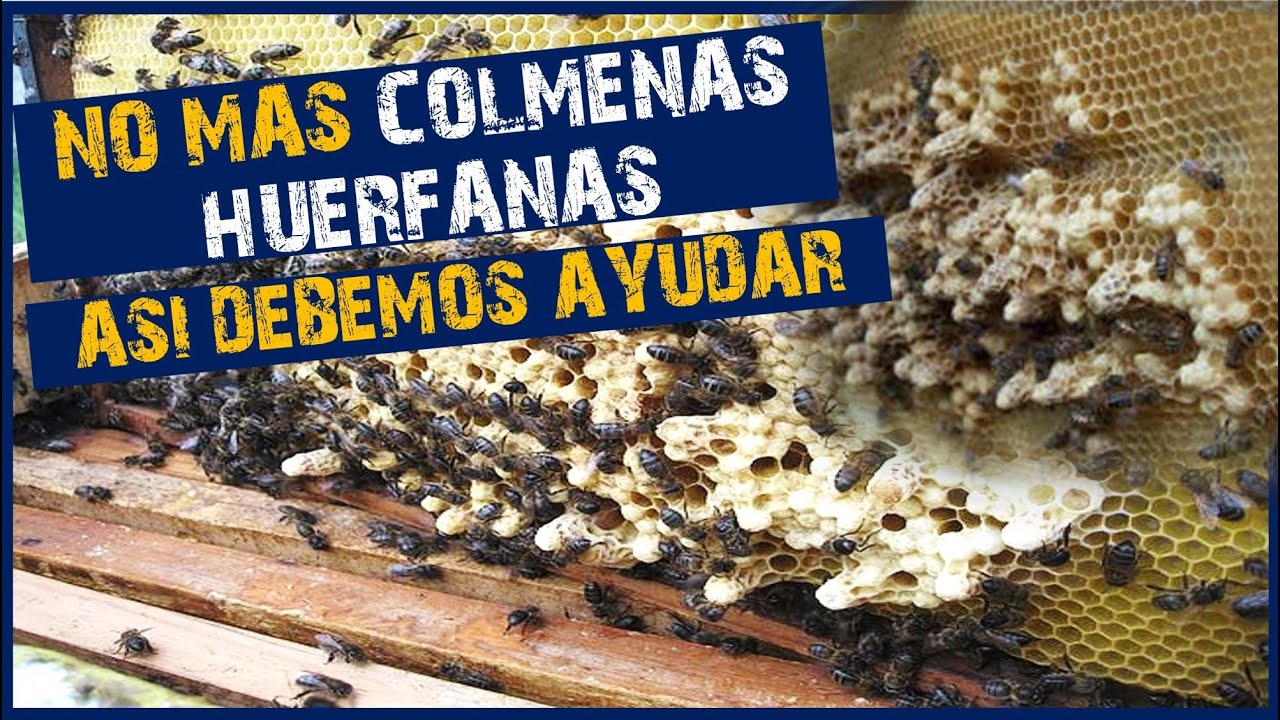 ✅QUE HACER CON UNA COLMENA HUERFANA? | ApiVlog🐝