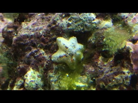 How To Make Naturalistic Rocks For Vivarium Decor Backgrounds Or