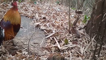 4 (3)dib qaib tuaj zoo tiag..nawb 2023