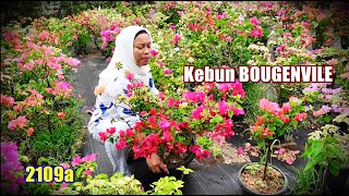 Selling Super Menor Bougainvillea Flowers In Sawah