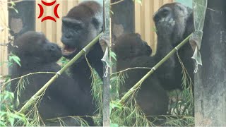 Little gorilla is scolded for hitting mother's head. Kintaro and Genki.｜Momotaro family