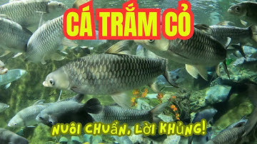 Làm Giàu Từ Mô Hình Nuôi Cá Trắm Cỏ Tối Ưu | Bí quyết chăn nuôi hiệu quả, năng suất cao
