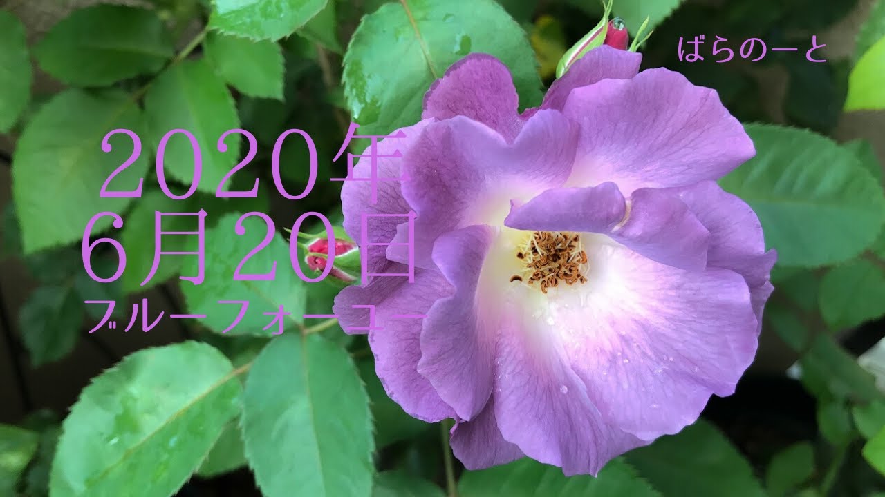 ブルーフォーユーの二番花が咲き始めました Youtube