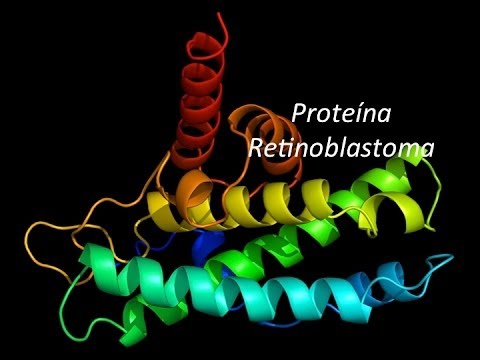 Video: ¿Qué sucede cuando se fosforila rb?