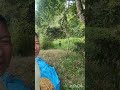 Bayberry sweetness fruit# interesting video#