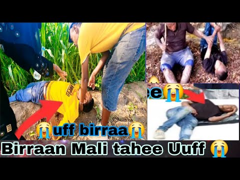 Way Birraa Akanaa Tatee Kimiyaa Fi Hassan Dachii Laqan