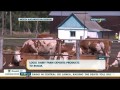 Молочная ферма в СКО успешно экспортирует свои товары в Россию - Kazakh TV