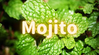 莫西多｜Mojito｜調酒｜用雪碧也很讚 